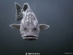 Hot Lips!  Potato Bass - Aliwal Shoal - South Africa by Gemma Dry 